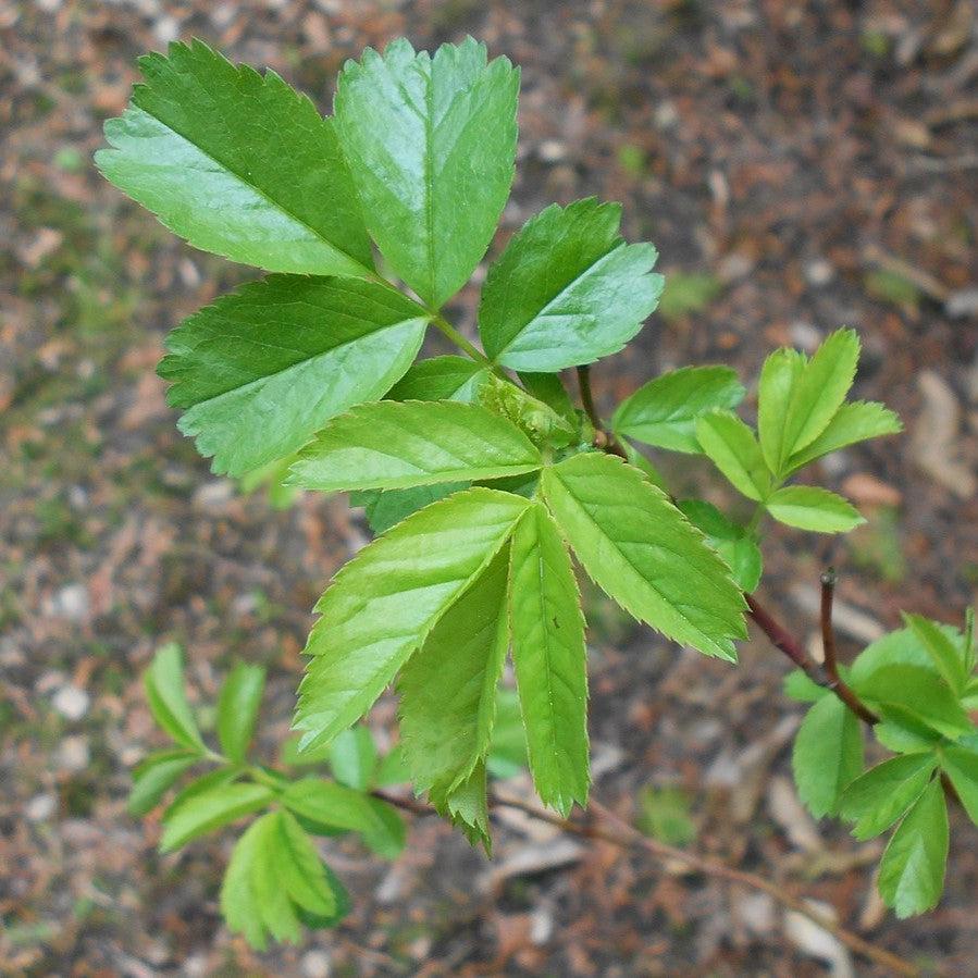 Rosa virginiana ~ Virginia Rose