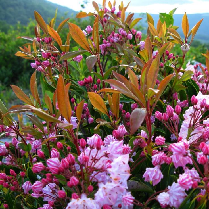 Kalmia latifolia 'Nipmuck' ~ Nipmuck Mountain Laurel