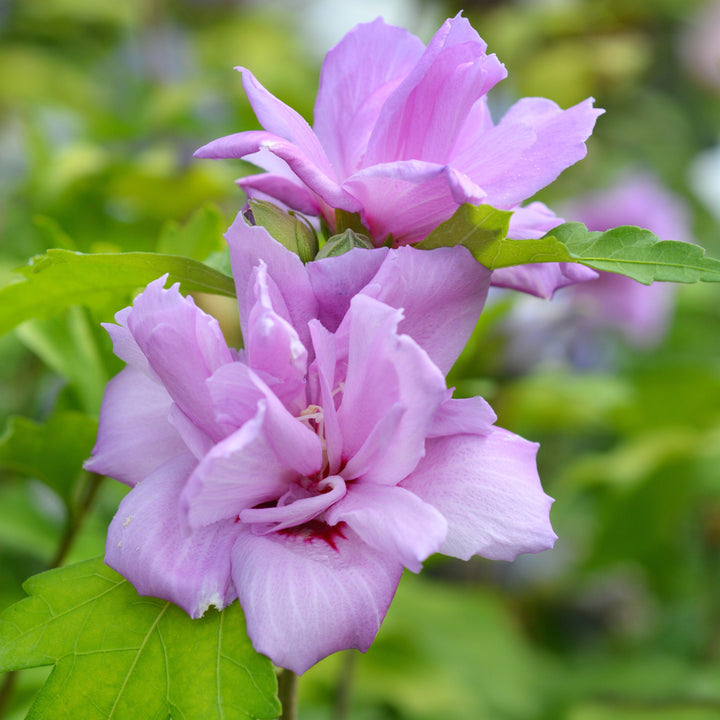 Hibiscus syriacus 'Ardens' ~ Ardens Hibiscus