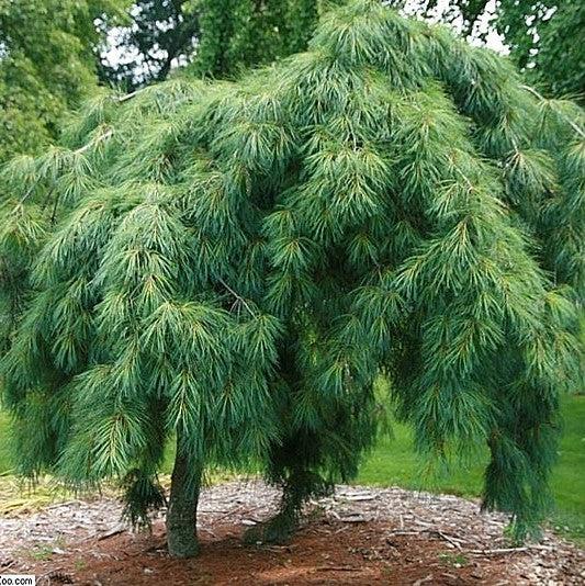 Pinus strobus 'Pendula' ~ Weeping White Pine