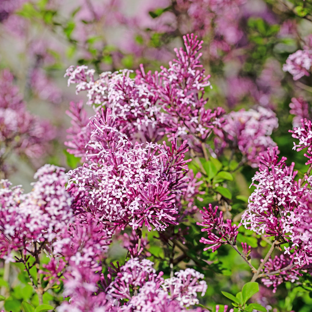 Syringa 'Grecrimdoll' ~ Crimson Doll™ Lilac