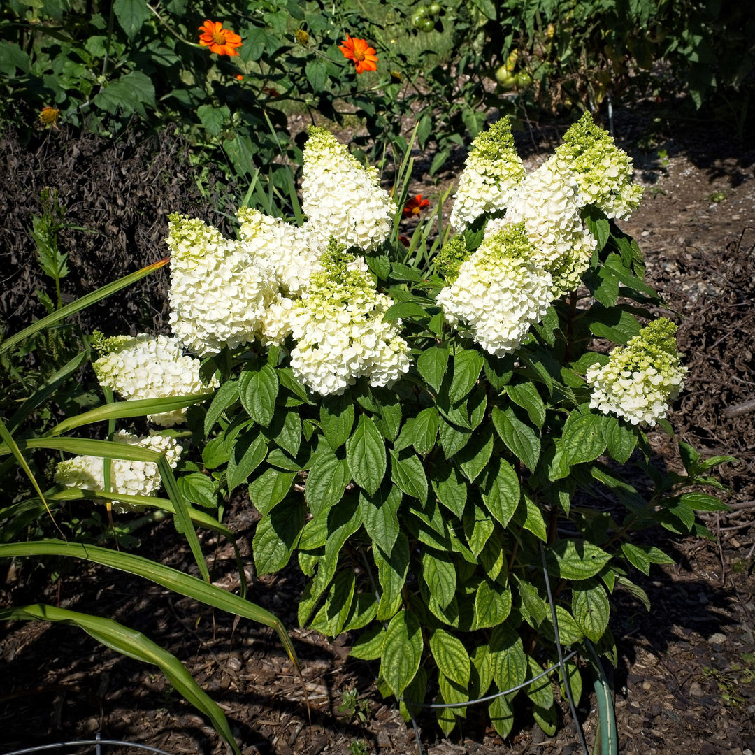 Hydrangea paniculata ‘Kolmakilima’ ~ Lava Lamp® Moonrock® Hydrangea