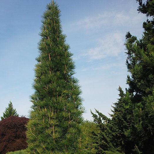 Sciadopitys verticillata 'Joe Kozey' ~ Joe Kozey Umbrella Pine