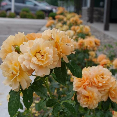 Rosa 'HORCOGJIL' PP 27541 ~ Proven Winners® Color Choice® At Last® Rose