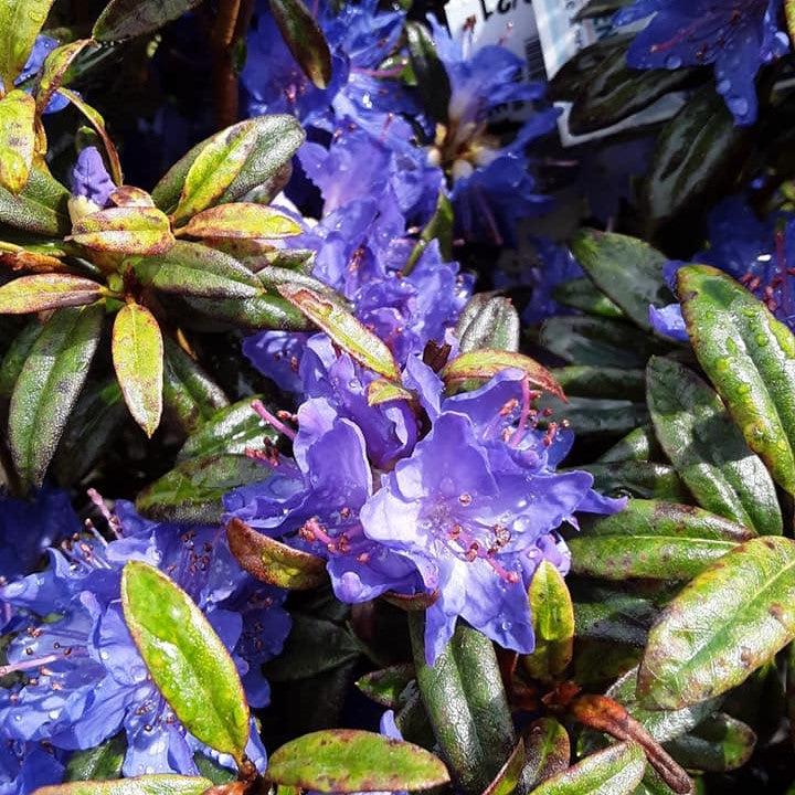 Rhododendron 'Blue Baron' ~ Blue Baron Rhododendron