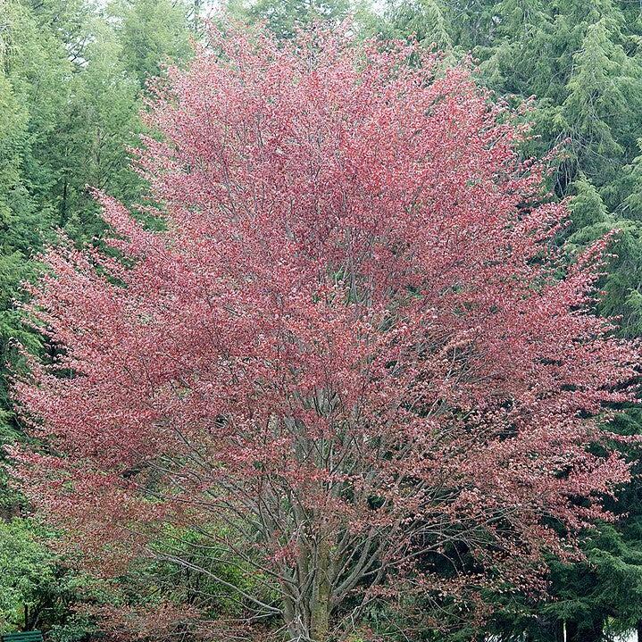 Fagus sylvatica 'Riversii' ~ Rivers Purple Beech