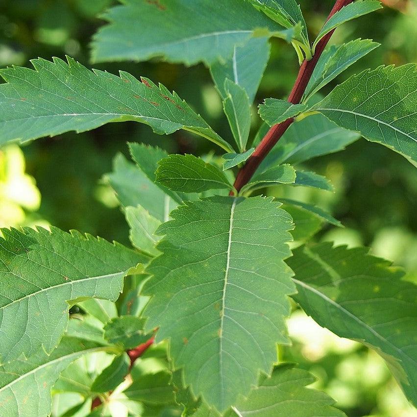 Spiraea alba ~ Meadowsweet