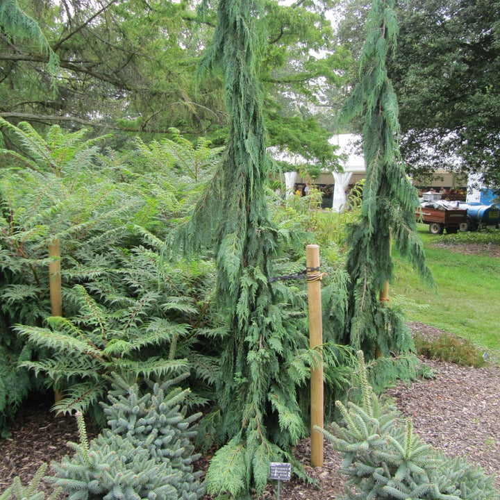 Chamaecyparis nootkatensis 'Green Arrow' ~ Green Arrow Alaska Cedar