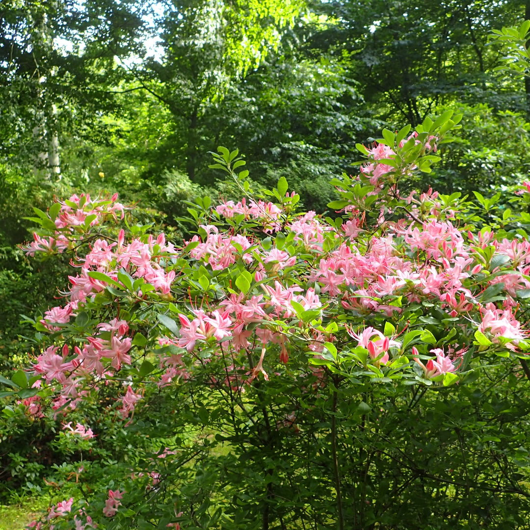 Rhododendron arborescens 'Pink And Sweet' ~ Pink N Sweet Azalea