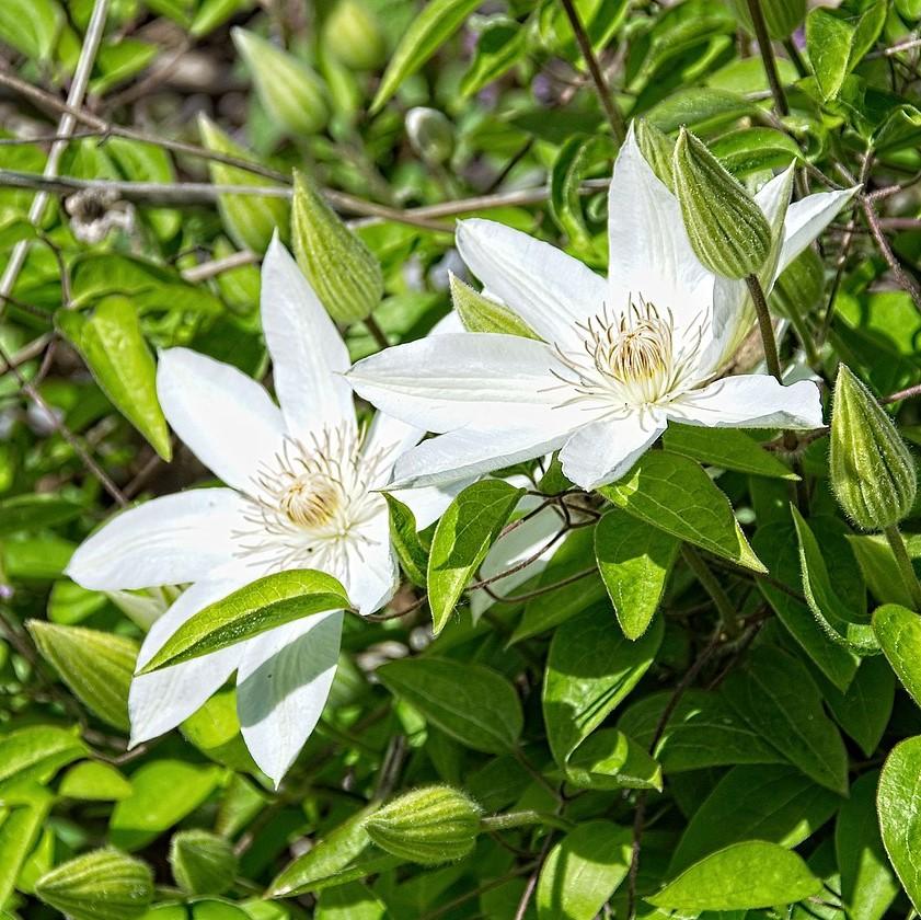 Clematis 'Henryi' ~ Henryi Clematis