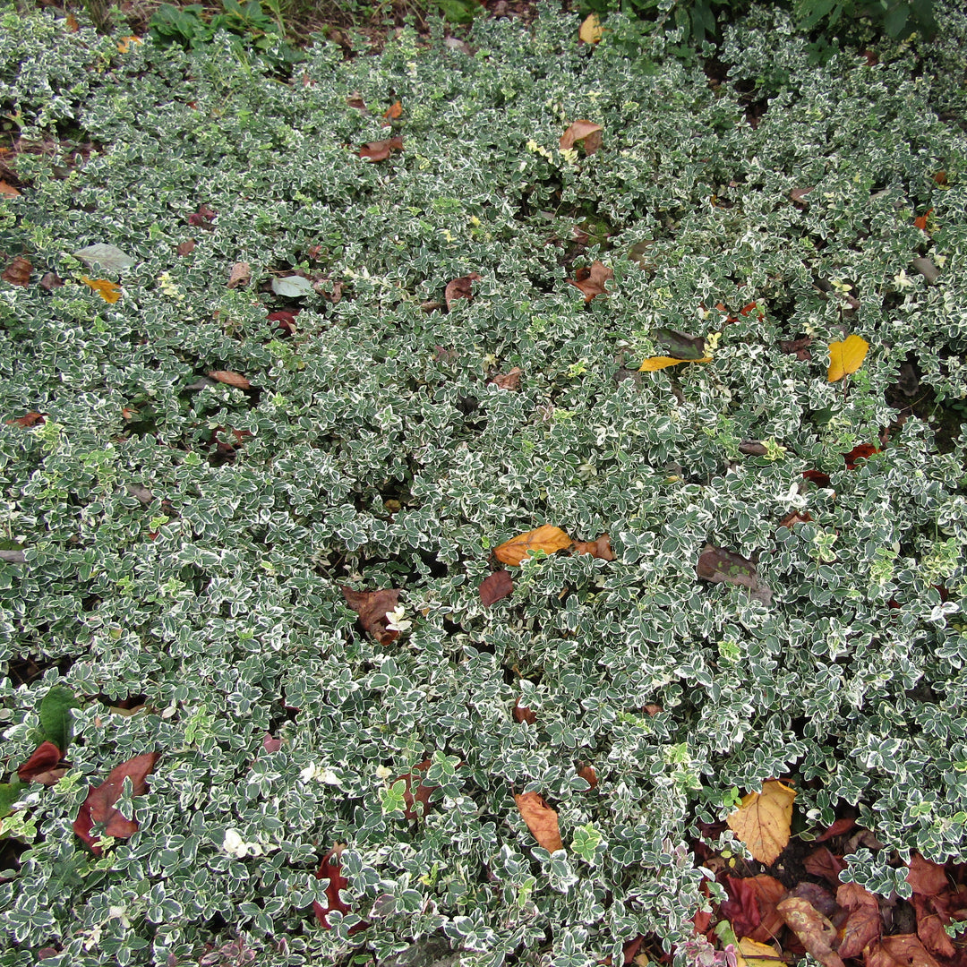 Euonymus fortunei 'Emerald Gaiety' ~ Emerald Gaiety Euonymus