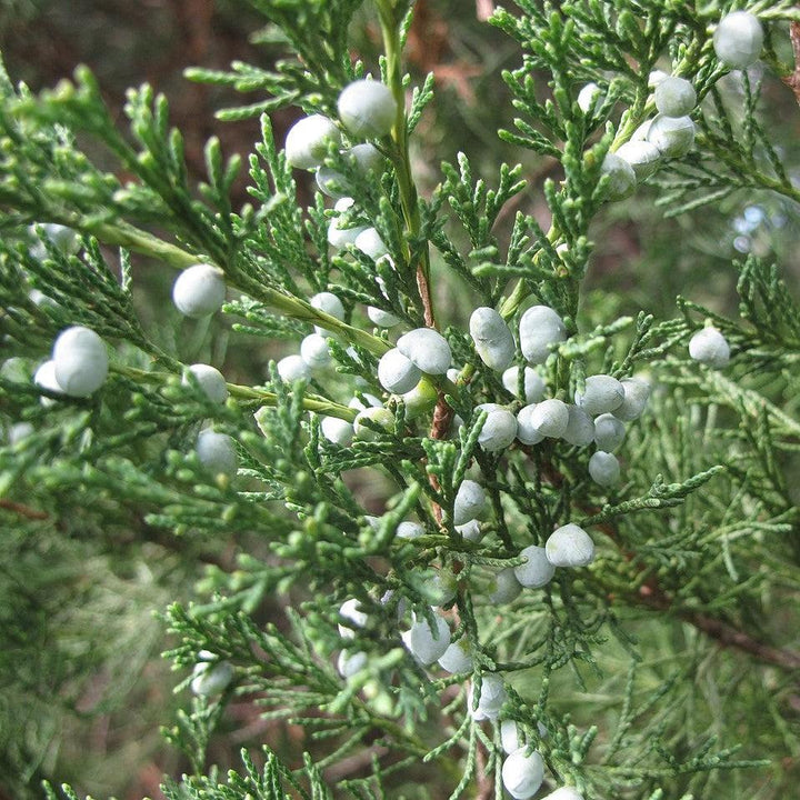 Juniperus virginiana 'High Shoals' ~ High Shoals Eastern Red Cedar