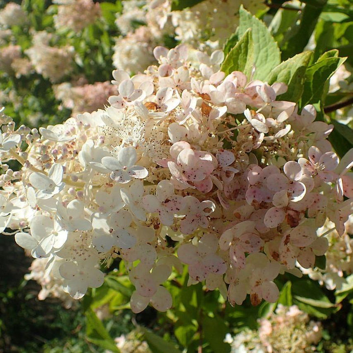 Hydrangea 'Pee Gee'