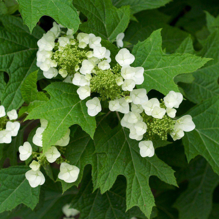 Hydrangea quercifolia ~ Oakleaf Hydrangea