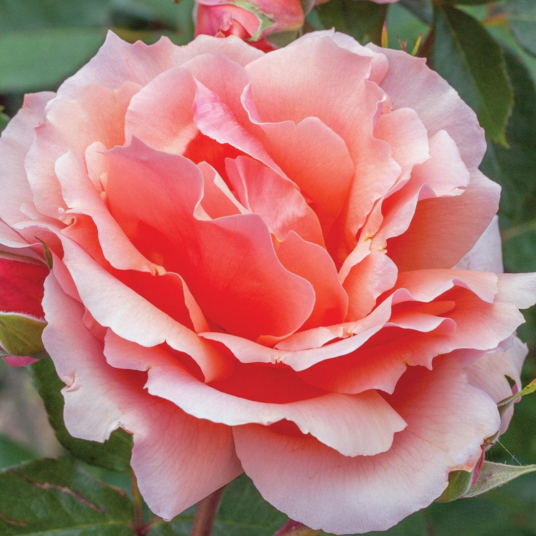 Rosa 'Meibidull' ~ Apricot Candy™ Rose