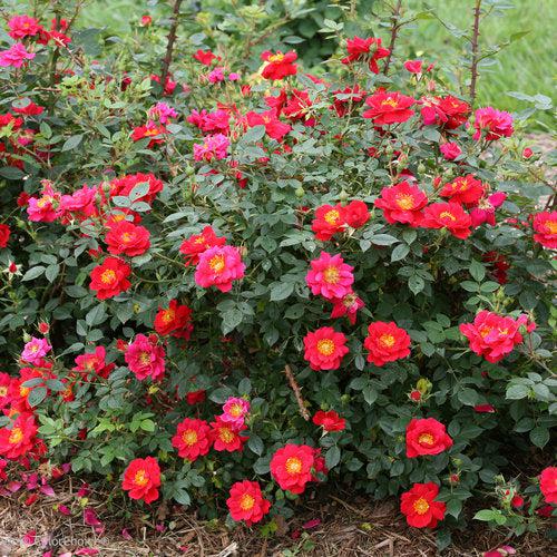 Rosa x 'ChewPatout' ~ Oso Easy® Urban Legend® Rose