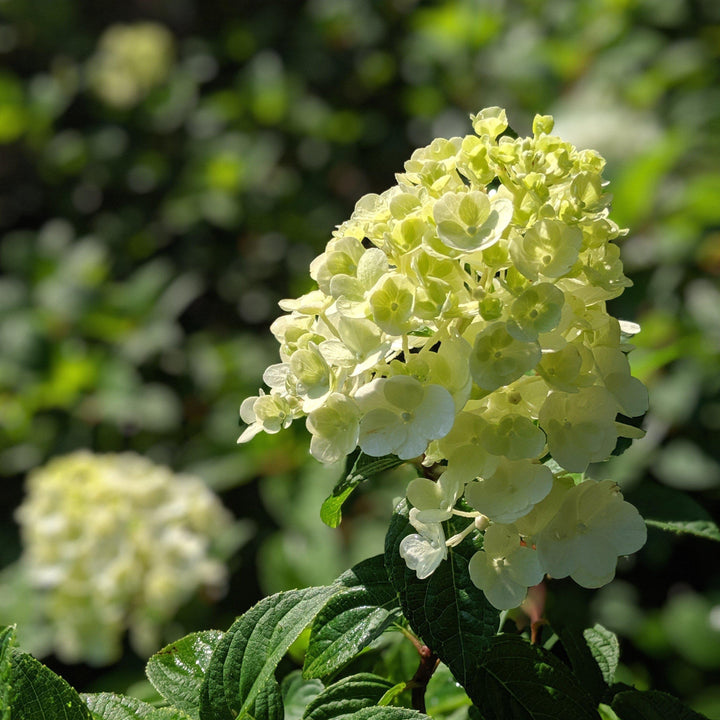 Hydrangea 'Strawberry Sundae'