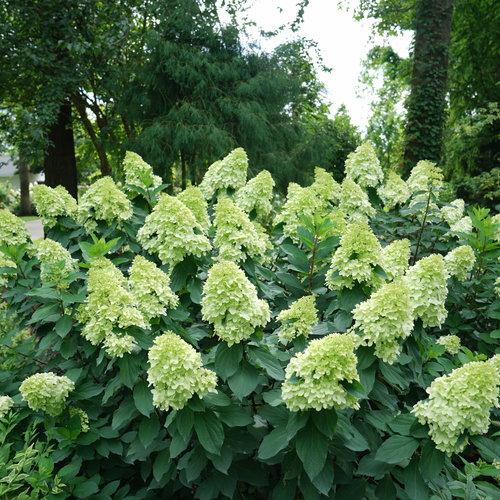 Hydrangea 'Limelight Prime'