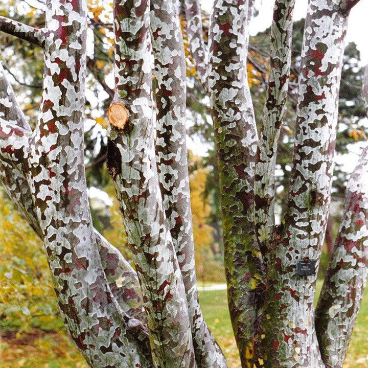 Pinus bungeana ~ Lacebark Pine