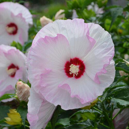 Hibiscus 'Ballet Slippers' ~ Summerific® Ballet Slippers Hibiscus