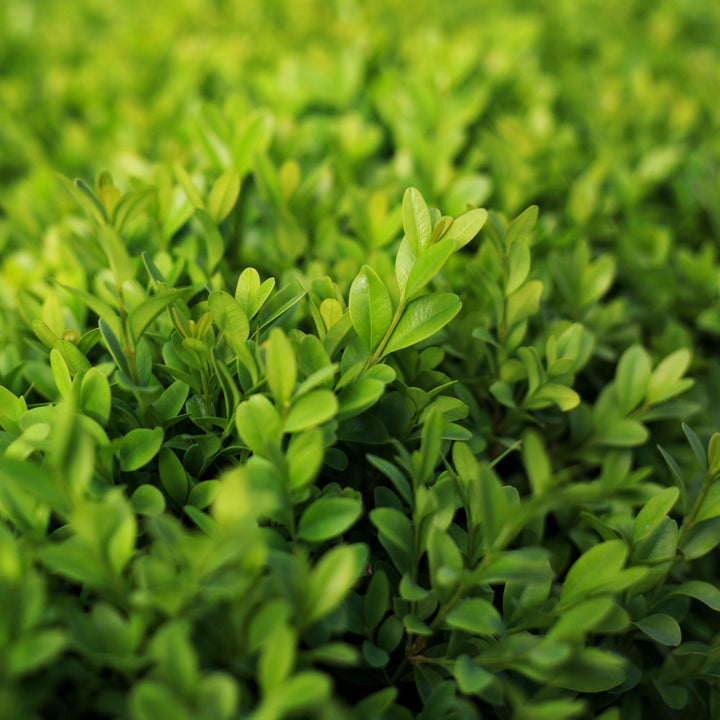 Buxus microphylla 'Faulkner' ~ Faulkner Boxwood