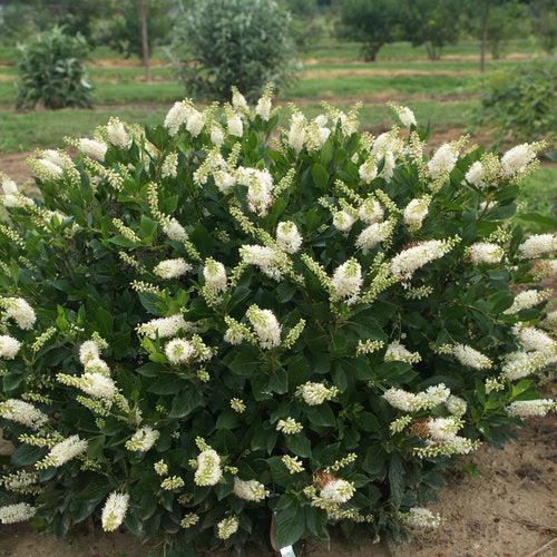 Clethra alnifolia 'Crystalina' ~ Sugartina® Summersweet