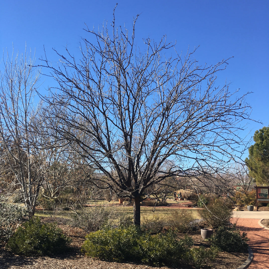 Gleditsia triacanthos var. inermis 'Shademaster' ~ Shademaster Honeylocust