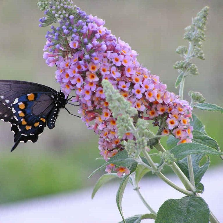 Buddleja davidii ~ Butterfly Bush