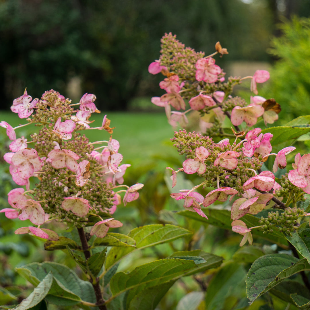 Hydrangea paniculata 'Tardiva' ~ Tardiva Hydrangea