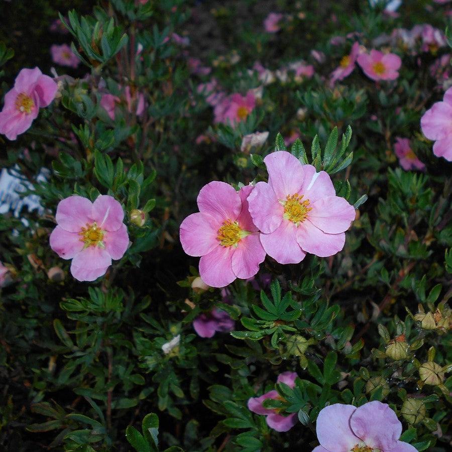 Potentilla fruticosa 'Pink Beauty' ~ Pink Beauty Potentilla