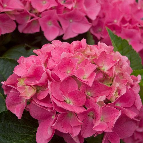 Hydrangea macrophylla 'Vienna Rawi' ~ Cityline® Vienna Hydrangea