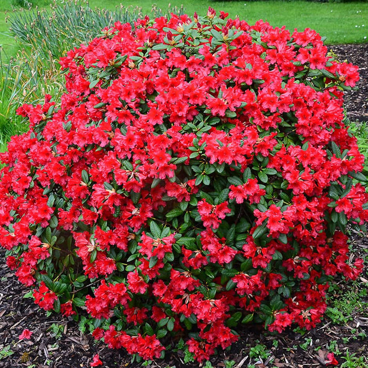 Rhododendron 'Baden Baden' ~ Baden Baden Rhododendron