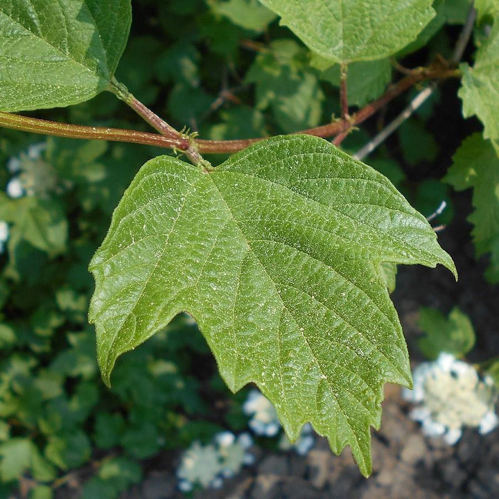 Viburnum opulus var. americanum ~ Highbush Cranberry