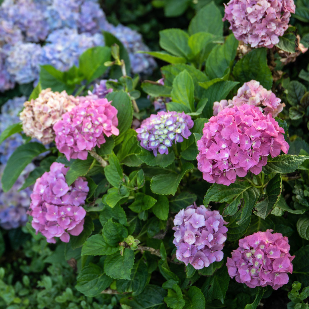 Hydrangea 'Seaside Serenade Cape Cod'