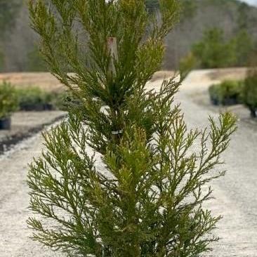 Cryptomeria japonica 'Radicans' ~ Radicans Japanese Cedar