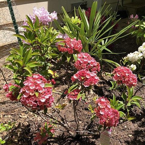 Kalmia latifolia 'Raspberry Glow' ~ Raspberry Glow Mountain Laurel