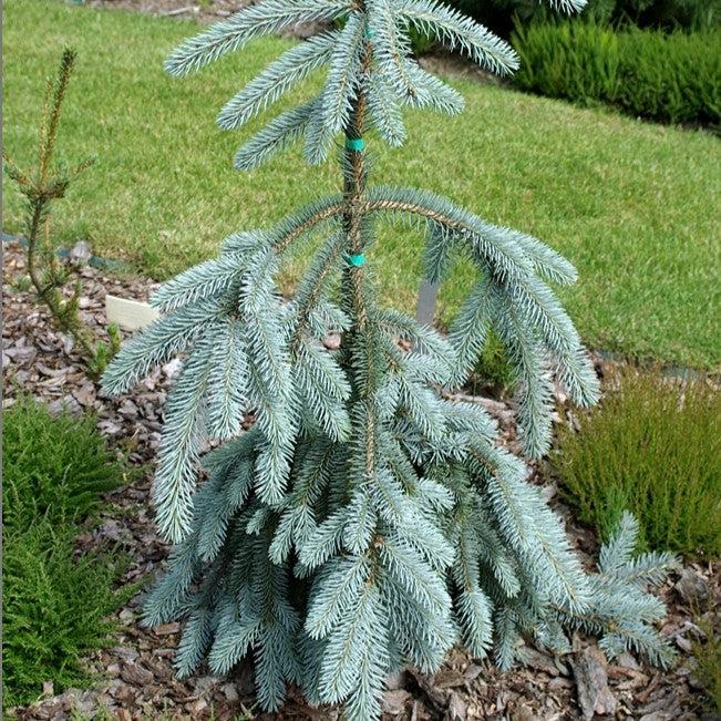 Picea pungens 'The Blues' ~ The Blues Blue Spruce