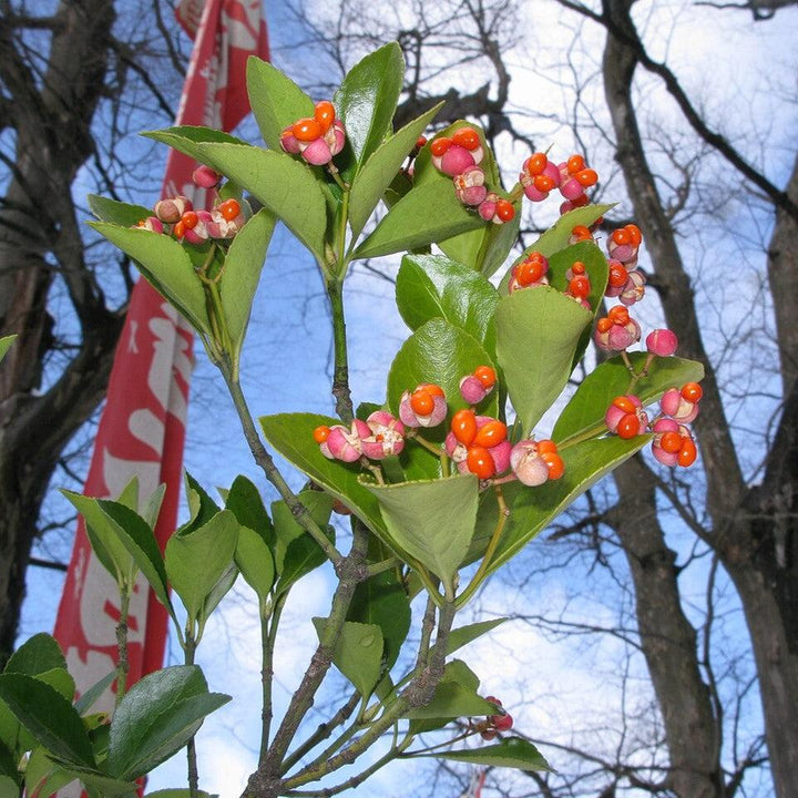 Euonymus japonicus ~ Japanese Euonymus