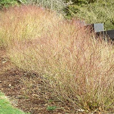 Cornus sericea 'Kelseyi' ~ Kelseyi Red Twig Dogwood