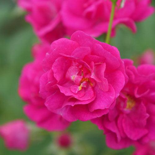 Rosa x 'Phyllis Sherman'  ~ Oso Easy Peasy® Rose