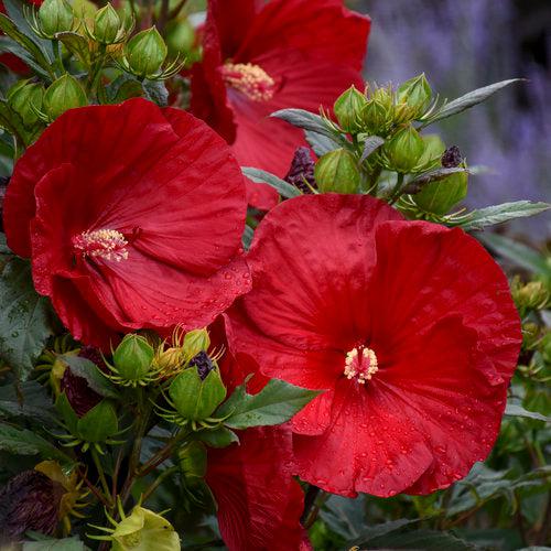 Hibiscus 'Cranberry Crush' ~ Summerific® Cranberry Crush Hibiscus