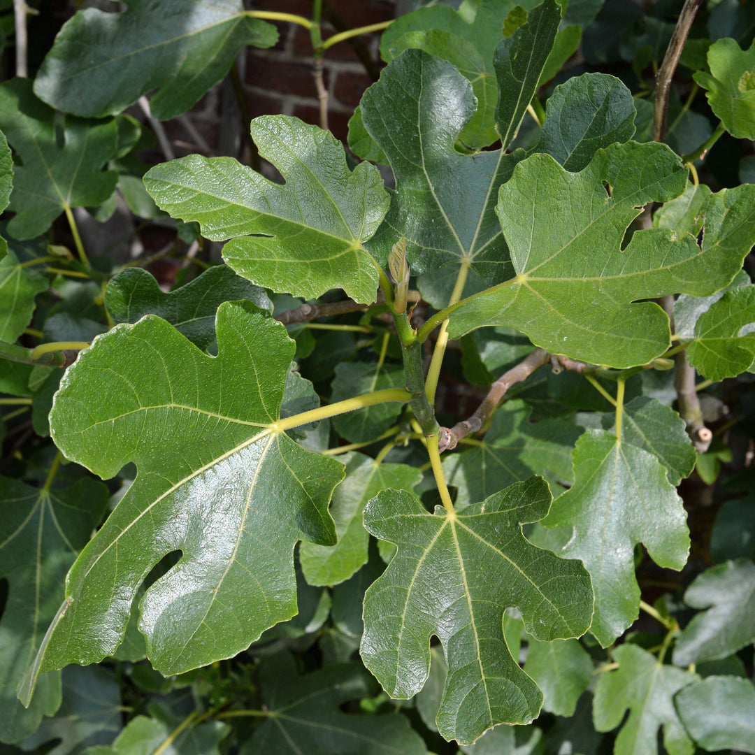 Ficus carica 'Italian Everbearing' ~ Italian Everbearing Fig