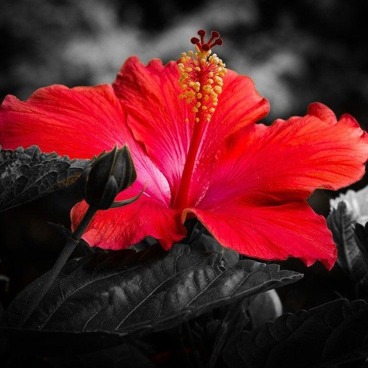 Hibiscus 'Midnight Marvel' ~ Midnight Marvel Red Leaf Hibiscus