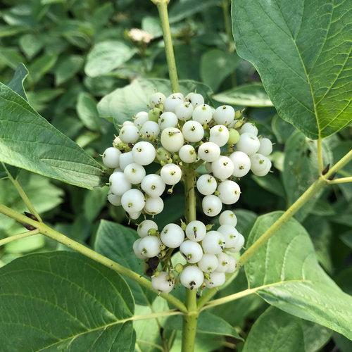 Cornus stolonifera 'SMNCSBD' ~ PW® Arctic Fire® Yellow Twig Dogwood