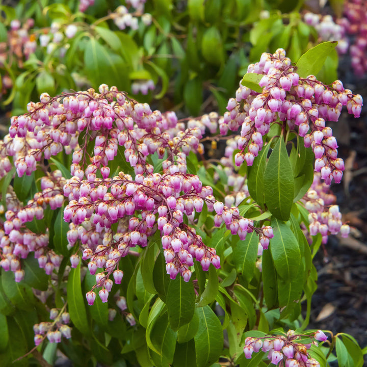 Andromeda 'Katsura' ~ Katsura Pieris