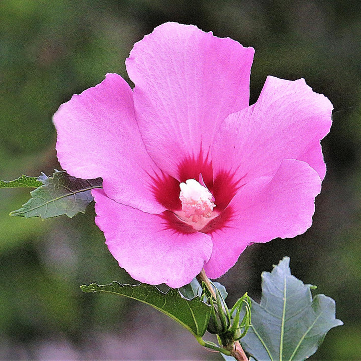 Hibiscus syriacus 'Aphrodite' ~ Aphrodite Rose of Sharon