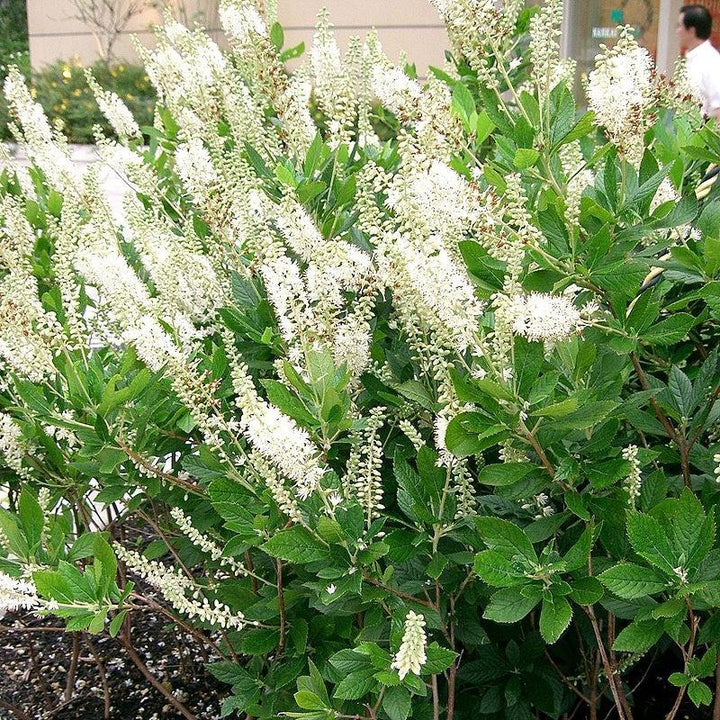 Clethra alnifolia ~ Summersweet, Sweet Pepperbush