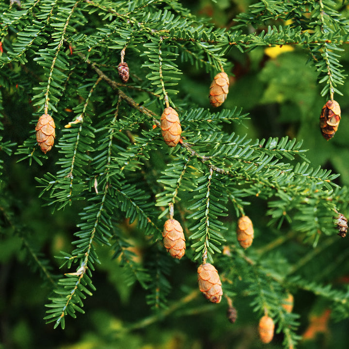 Tsuga canadensis ~ Canadian Hemlock