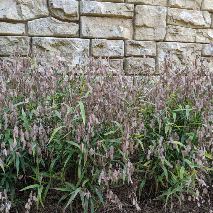 Chasmanthium latifolium ~ River Oats, Inland Sea Oats