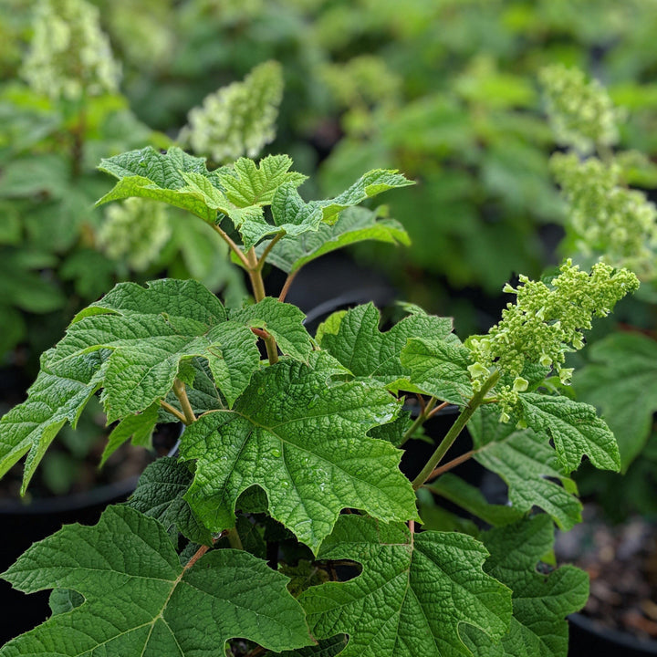 Hydrangea Oakleaf 'Ruby Slippers'